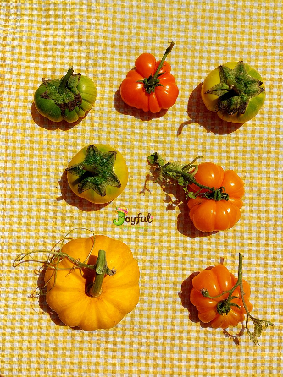 rince_life's tweet photo. TIDAK DIHASILKAN DARI PROMPT AI YAK!! 
Tapi  ini adalah Hasil panen dari kebunku yang ku dokumentasi dengan cantik 🧚‍♀️🤗🍅👩‍🌾
#Joyfulgarden https://t.co/rNx5x7Vd9K