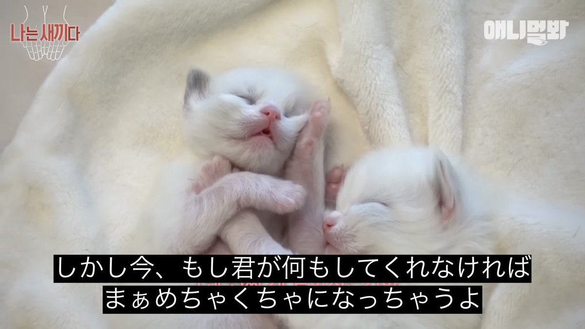 kasu_Tonnura's tweet photo. 本日もバーチャロンフォースのペアマを開催致しマウス🐀🌴
本日は特に機体制限無し。22時開催でパス1000。2組の募集です。
SEKIROの映画を見た人のアニメ化への感想も募集しているのでよろしくお願いします。 https://t.co/UbljoLZHIC