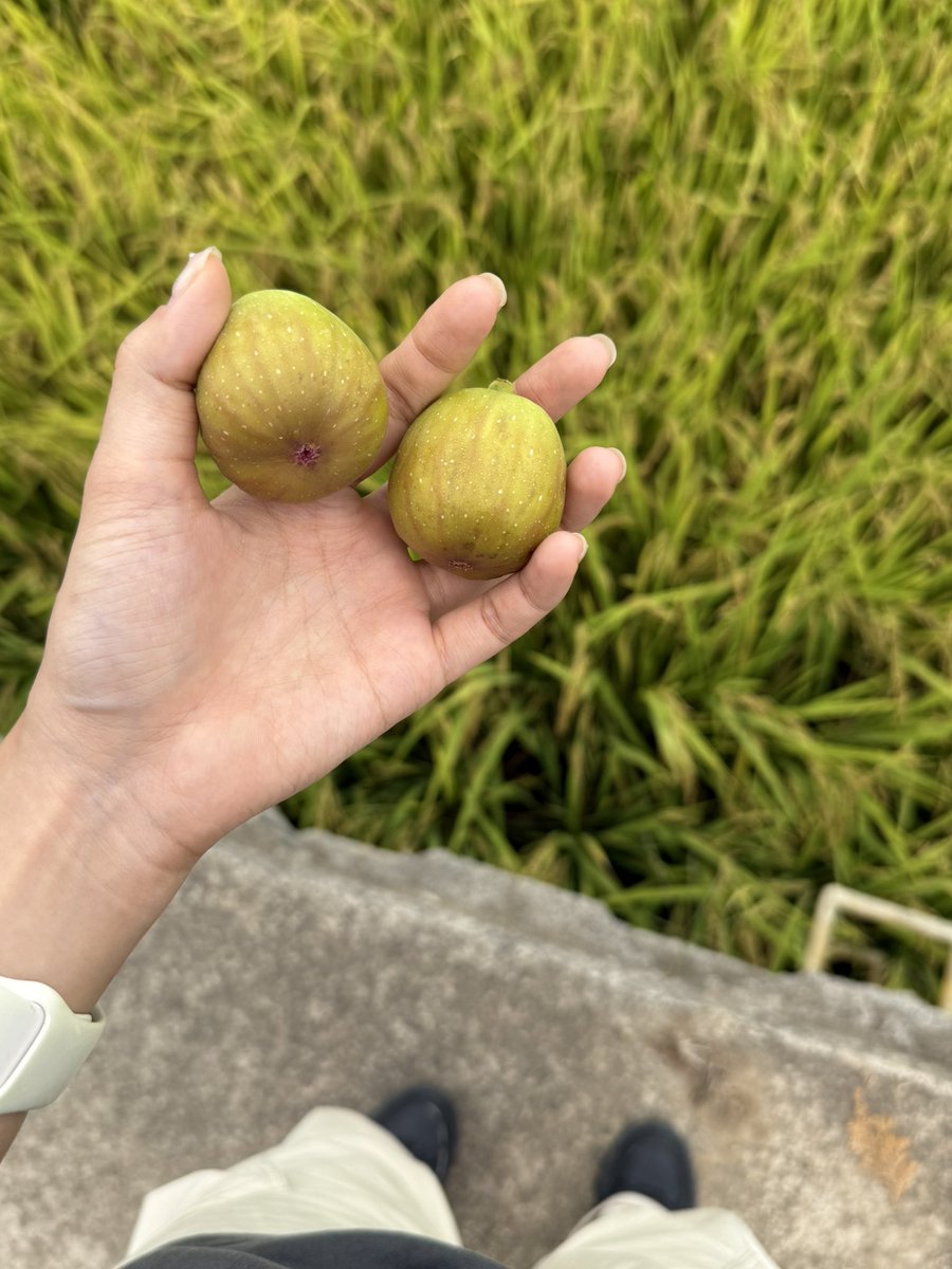 _nyoOong's tweet photo. 한정선? 무슨 말이야 꿈꿧어?
집앞에 무화과 나무 있잖아 https://t.co/JJ7odJPElP