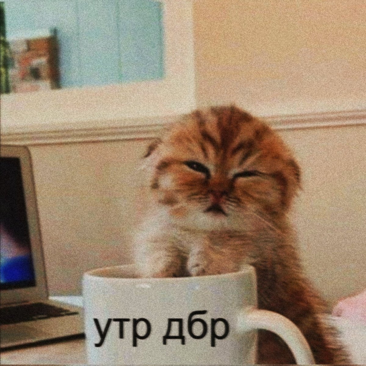 evonsinnn's tweet photo. Утро начинается не с "доброе", а с кофе и драки с кошкой /она меня всю исцарапала/ https://t.co/wKdLYRekw9