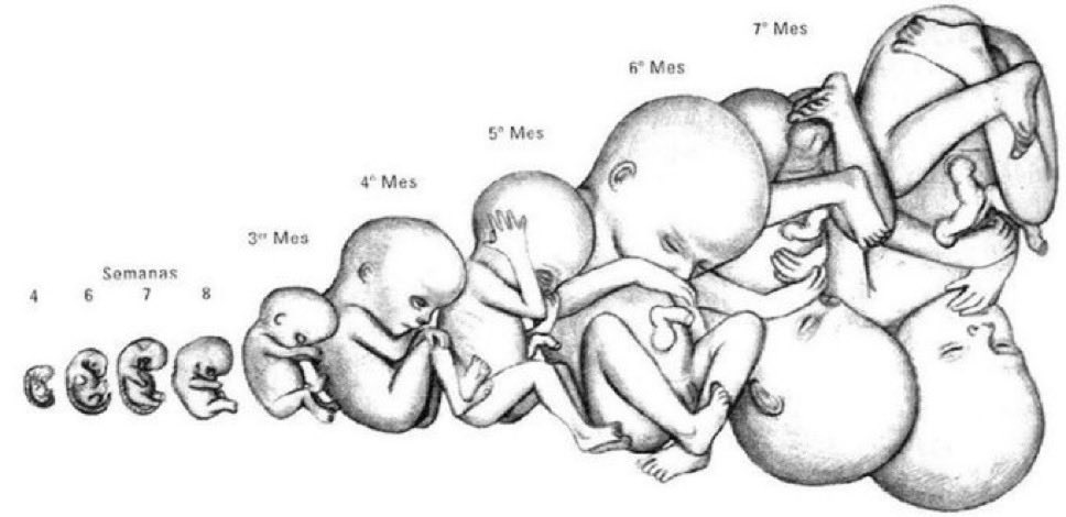 porlavida2014's tweet photo. El embrión/feto no es un ser humano en potencia, sino un ser humano con potencial de hacerse adulto si se respeta su vida…
#SiALaVida https://t.co/L2C9a2z8tu