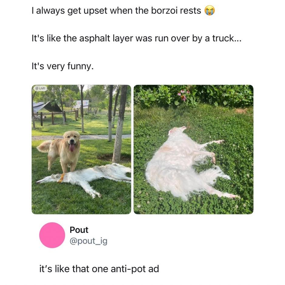 LajuanaBeneduce's tweet photo. Why do borzois melt when they lie down? Standing: elegant Russian aristocrat. Lying down: a luxurious fur rug accidentally left in the yard. Those dramatic limbs make it even funnier. https://t.co/t72YLt0SVe