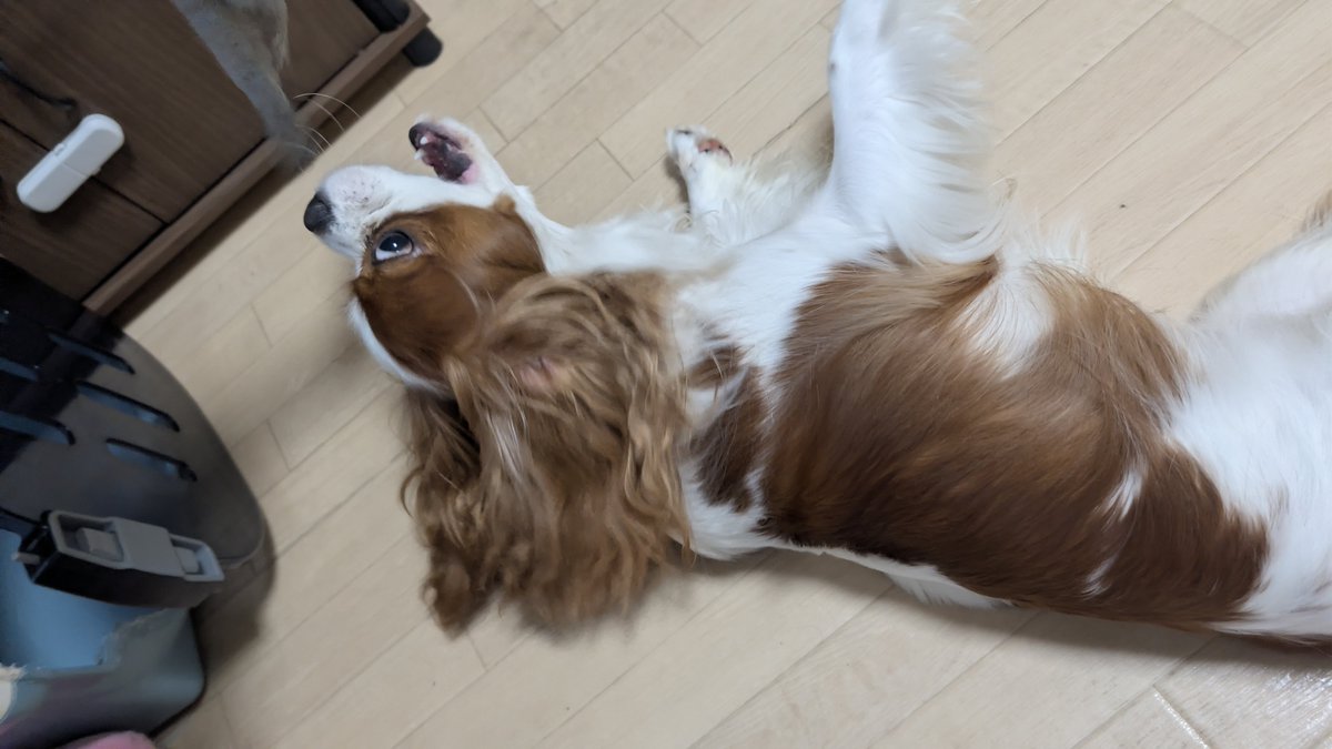 cavalaios0831's tweet photo. お昼はごろごろしながら靴下で遊ぶわんこ https://t.co/qP9a1HVUVx