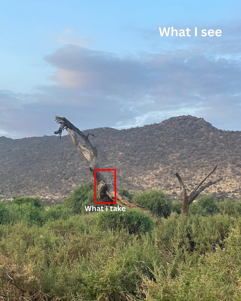 Complex's tweet photo. What I see vs What I take in the wild 📸🔥

[ 📸: @thejunglechic ] https://t.co/kwZ5fCxkMR