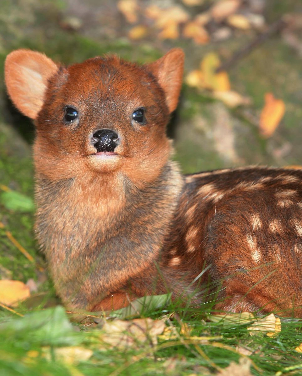 Complex's tweet photo. The is the world's smallest deer 🦌

📸:Getty https://t.co/aComeLRI0X