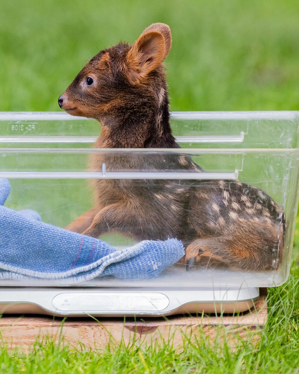 Complex's tweet photo. The is the world's smallest deer 🦌

📸:Getty https://t.co/aComeLRI0X