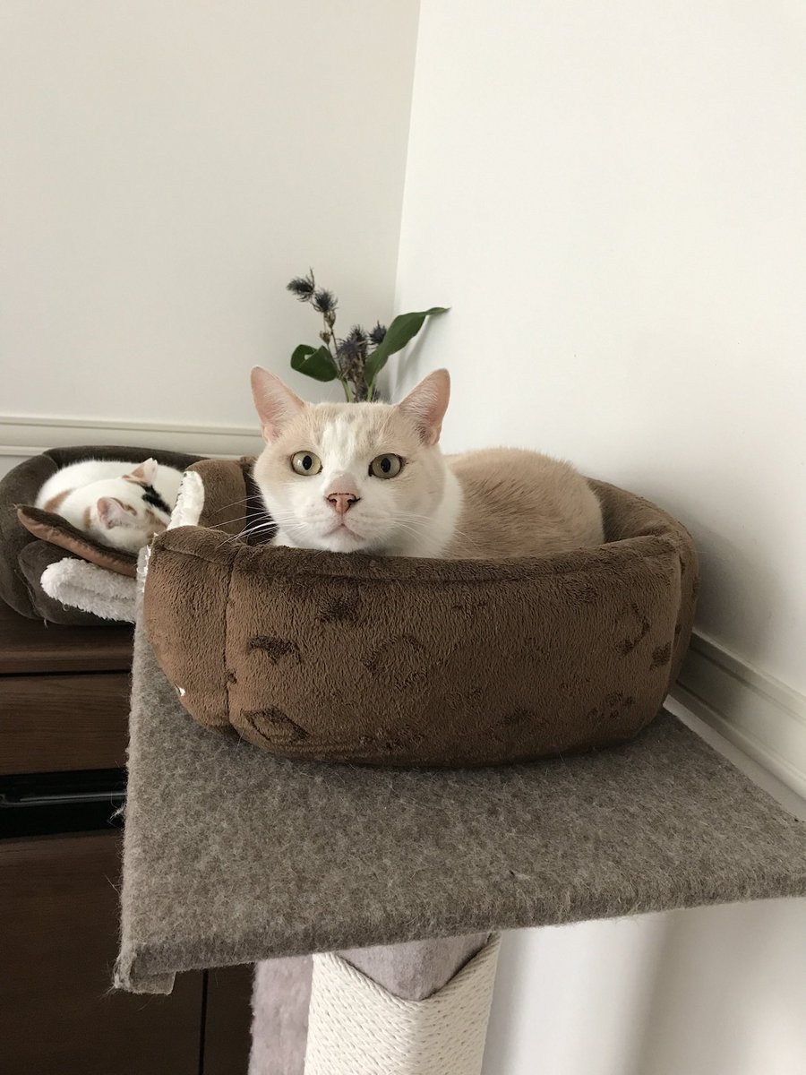 artificial_kilo's tweet photo. ねこの兄弟猫がひと足先に旅立ちました。晩年は病気を発症して辛かったね。もう辛くないかな。元気な姿で、夢か天国で会おう。またね！ https://t.co/WTFy83Hz0c