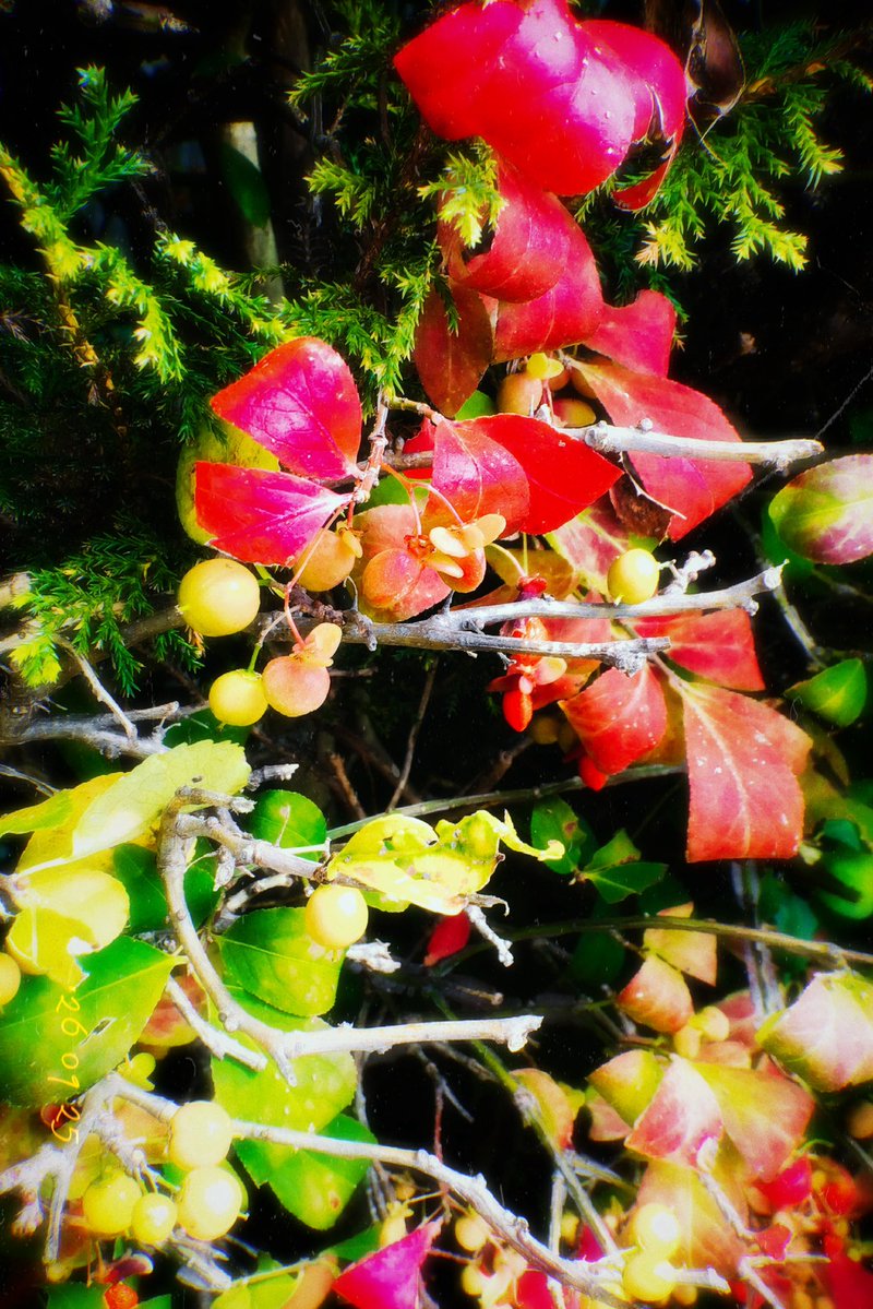 Yach_A3's tweet photo. 道端。　2026/09/25 #暦生活写真部 https://t.co/9Bj9aDYrT8