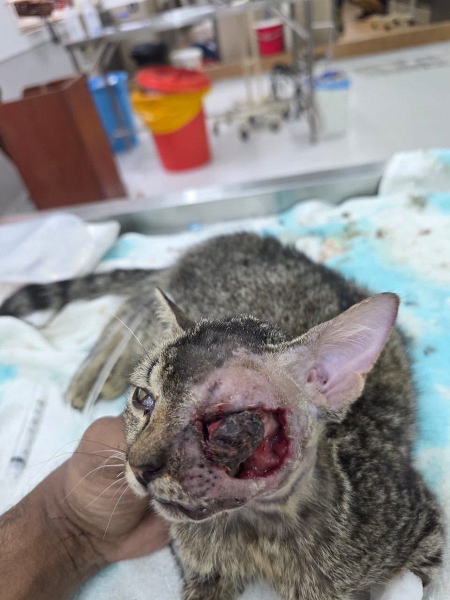 winethespine's tweet photo. [CROWDFUND FOR PUTRI!!!!]

Putri ni was found by my mom and mata dia ada maggots. Sekarang dia tengah undergo treatment dekat Gasing Veterinary Hospital and makan guna tube.

payment receipts, vet quotation &amp; updates are in the replies for transparency https://t.co/0qTJa7bKrW