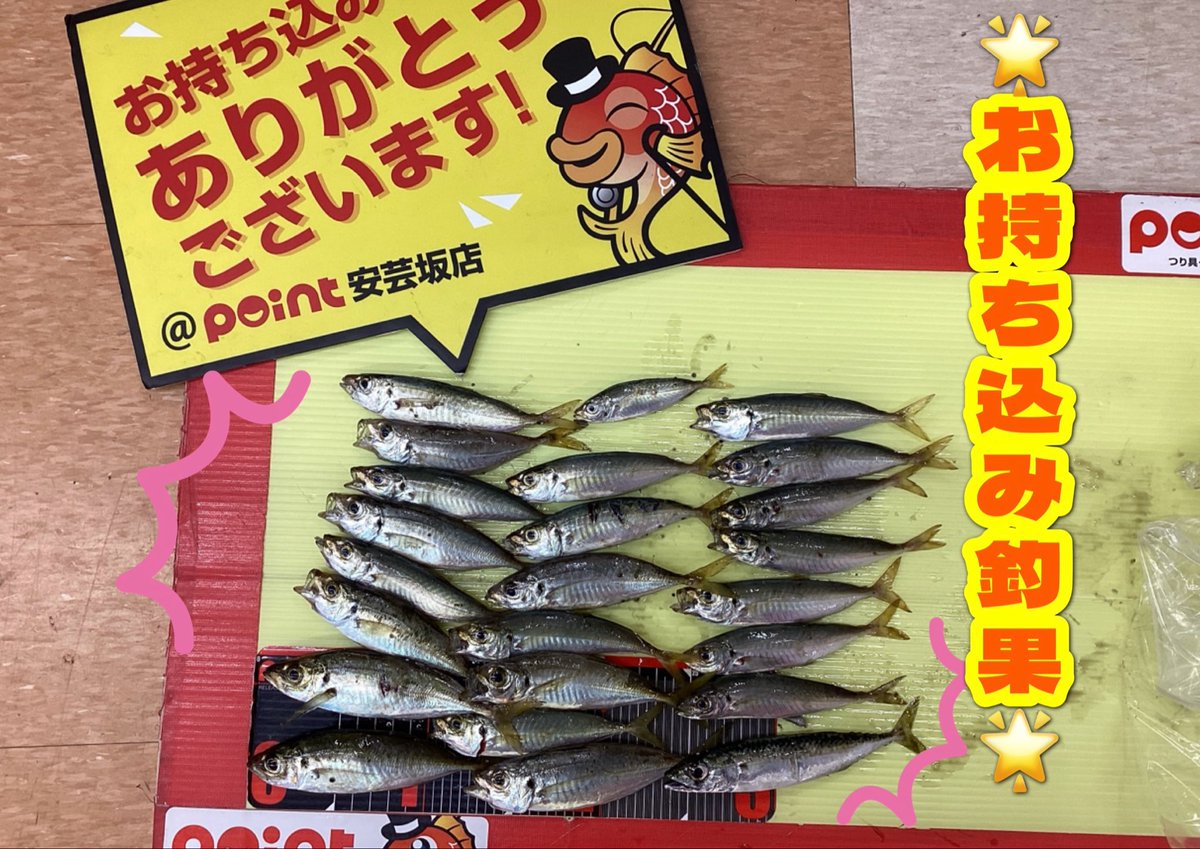 point_akisaka's tweet photo. ポイント安芸坂店です🙋‍♀️

アジのお持ち込みをいただきました✨✨
倉橋方面、飛ばしサビキで短時間での釣果❤️‍🔥
途中、青物にかじられた子も…🥶
アジのサイズは最大16.5㎝！

お疲れのところ、お持ち込みありがとうございました💕
#釣果情報　#アジ https://t.co/aX1fMLpAkC