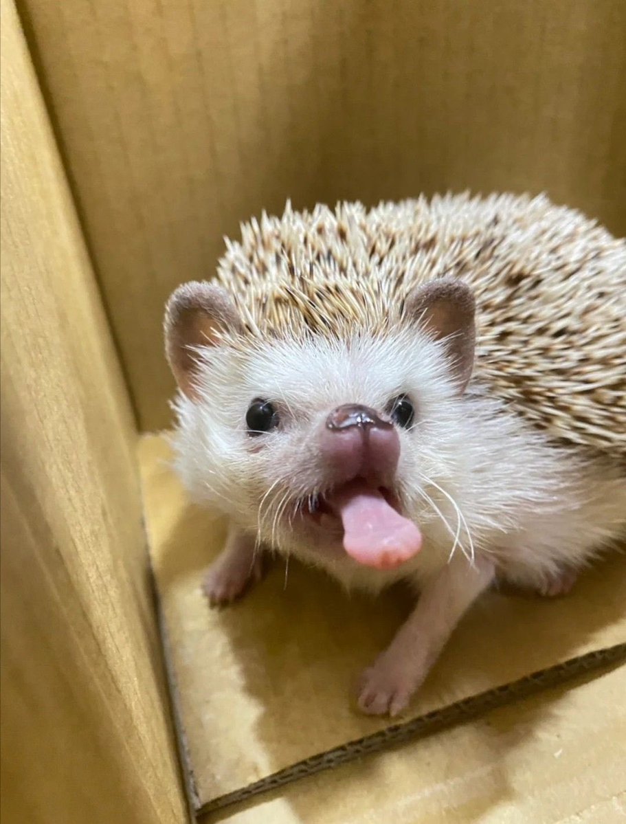 Bamcudi's tweet photo. แกมาต่อยพวกจั่นได้เลยเปียกเป็นยูกหมาตกน้ำเลยต๊ะ  แกก็มัดเท่านี้ 🦔🤏🏻 

#Hengmarkii https://t.co/VbBJFE9NV9