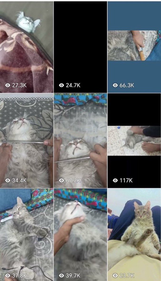 wannamyhome's tweet photo. القط يتعرض لتعذيب وحشي مستمر واصيب بالشلل بسببه، بث هذا المجرم في قلبه الفزع وأفقده الأمان في دولة الرحمه نطالب الجهات المختصة والأمن البيئي بتدخل عاجل ومحاسبة هذا المجرم او سيتم احالة الحاله كشكوى عليكم بالديوان الملكي 
#بنقالي_يعذب_القطط_في_السعوديه 
@MEWA_KSA 
@MOISaudiArabia https://t.co/3Yogx6sYid