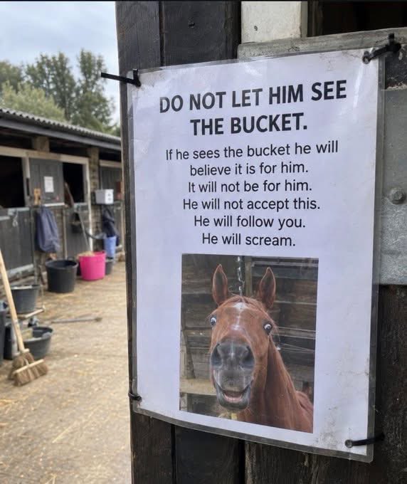 BadQualityMemes's tweet photo. 🐴 https://t.co/BjLA4SMHJR