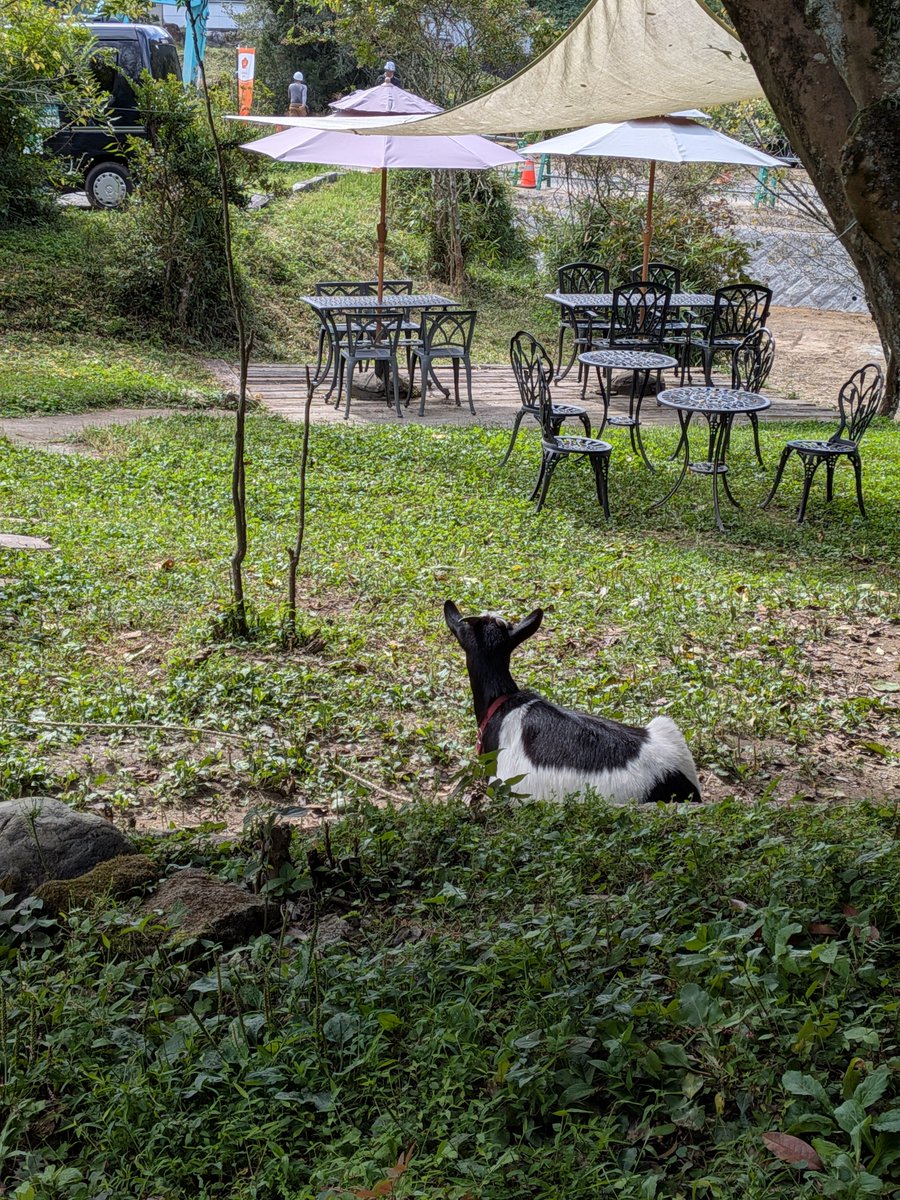 zentekido's tweet photo. 本日のミルクさん🐐
カフェにはほかに客はなく。ゆったりとした山羊の反芻をゆったりと。

反芻をやめたる山羊の秋思とも　順一 https://t.co/in8pB3yhBL