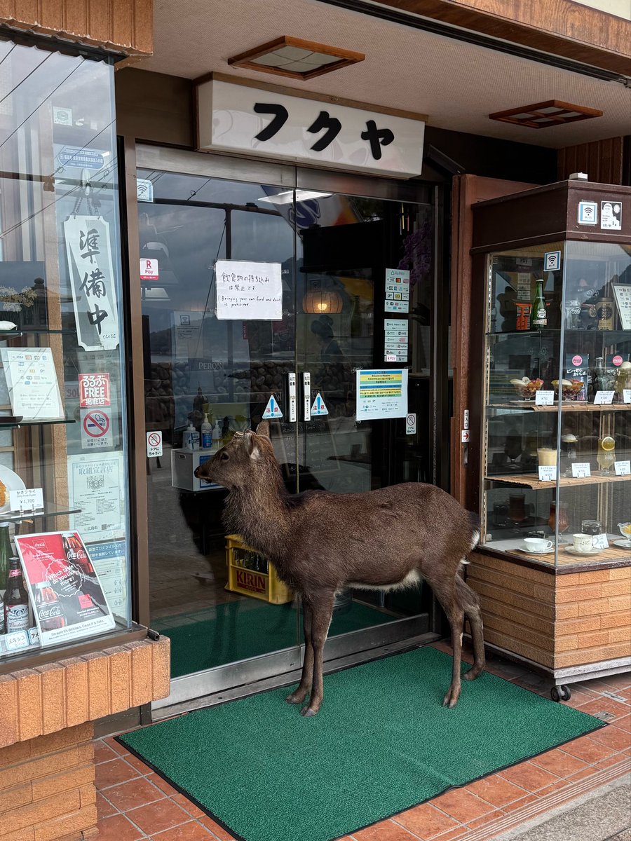 TaeAmy1230's tweet photo. @Ryo_Saeba_3 広島の鹿は開店を待ちます https://t.co/tTbkQfiwpU