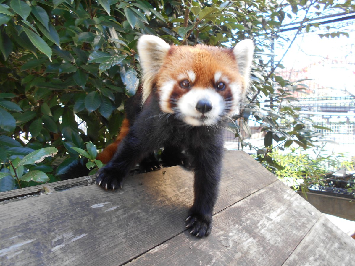 ichikawa_zoo's tweet photo. 【お知らせ】
レッサーパンダの「優花(ユーファ・♀13歳)」が9/23に残念ながら亡くなりました。
https://t.co/FcdhaI11xG

本日よりレッサーパンダ２号舎前に献花台を設置しています。
また明日に執り行う動物慰霊祭でも、優花を追悼いたします。
謹んでお知らせいたします。

#市川市動植物園 https://t.co/hHy3YulQLB