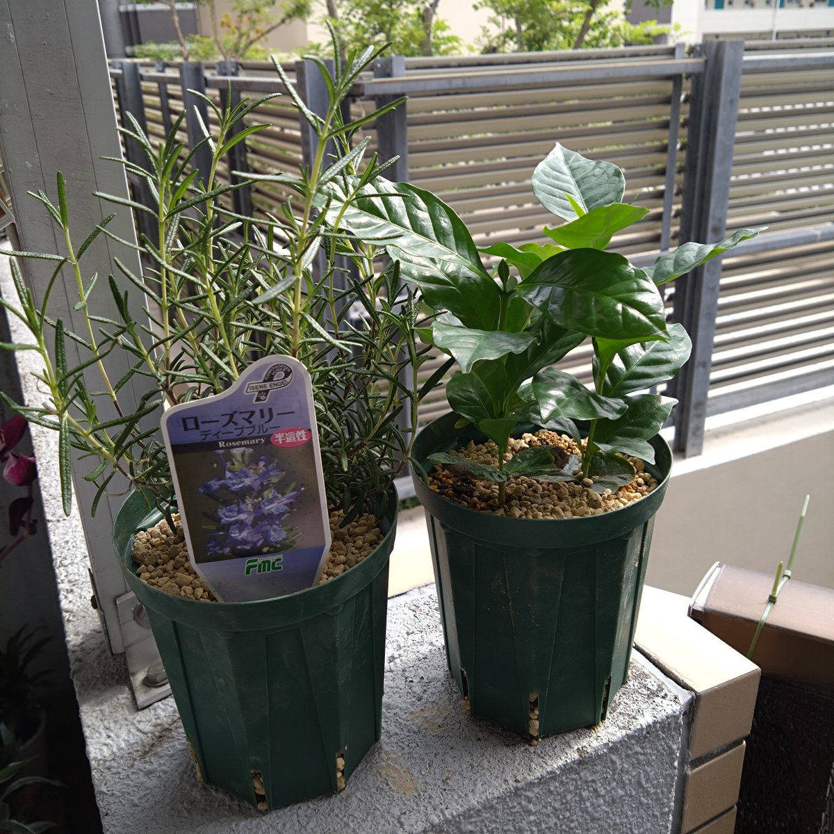 takemasann's tweet photo. ベランダ園芸  観葉植物編⁡
⁡⁡
⁡以前から気になってた平田ナーセリーさん(園芸店)に行って来た！🪴⁡
⁡⁡
⁡種からの発芽に失敗したコーヒーとローズマリーを購入したのでさっそく植え替え！⁡
⁡⁡
⁡コーヒーはこの苗から実を取ってそこから発芽させるのを目標に！海外から届く生豆は乾燥しすぎているのが原因ではないかということで実験開始！何年かかるのかわからんけど気長にやろう！⁡
⁡⁡
⁡ローズマリーは立性(上に向かって伸びていく)が良かったんだけど、この品種しか無かったから半這性がどんなもんか分からんなけど来年の春には挿し芽で増やせるようになるといいな。⁡
⁡⁡
⁡多肉植物は全く考えてなかったのだけど、彼女が気に入ったみたいでそこから離れなかったから二つ買ってみた。まずは枯らさないことを目標に！⁡
⁡⁡
⁡ #ベランダ園芸⁡
⁡ #コーヒーの木⁡
⁡ #ローズマリー⁡
⁡ #多肉植物