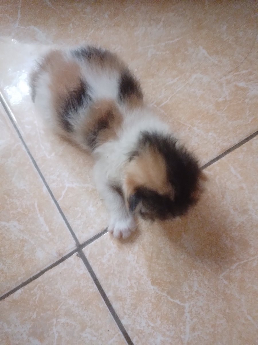 lenzzfourt's tweet photo. little kitty https://t.co/cAxJkpbwJ4