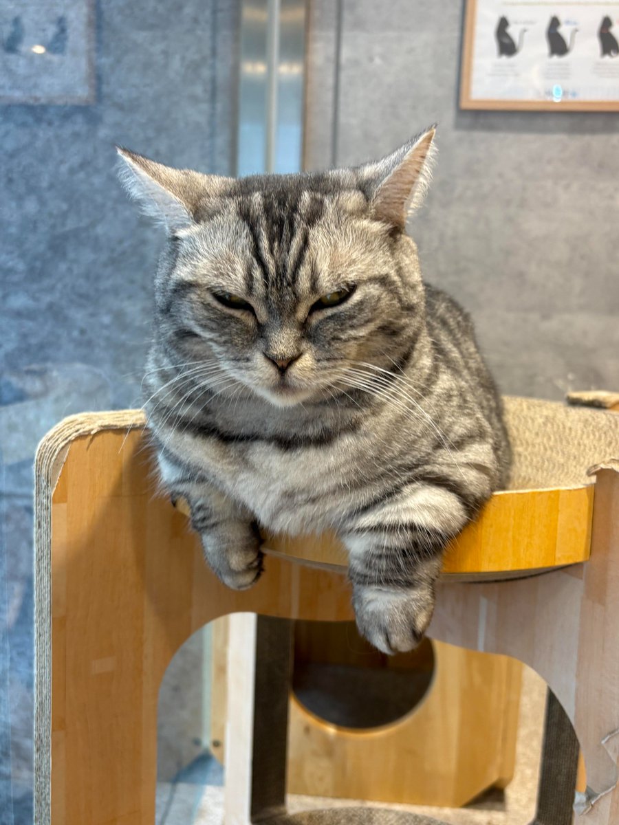 1222Takuya's tweet photo. 仕事の合間に猫カフェに立ち寄って、気分転換してきました🐈
コーヒーを飲みながら、猫たちが自由気ままに過ごしている姿を眺めていたら、いつの間にか気持ちがほっと和みました☕️ https://t.co/w9Y66C9AWS