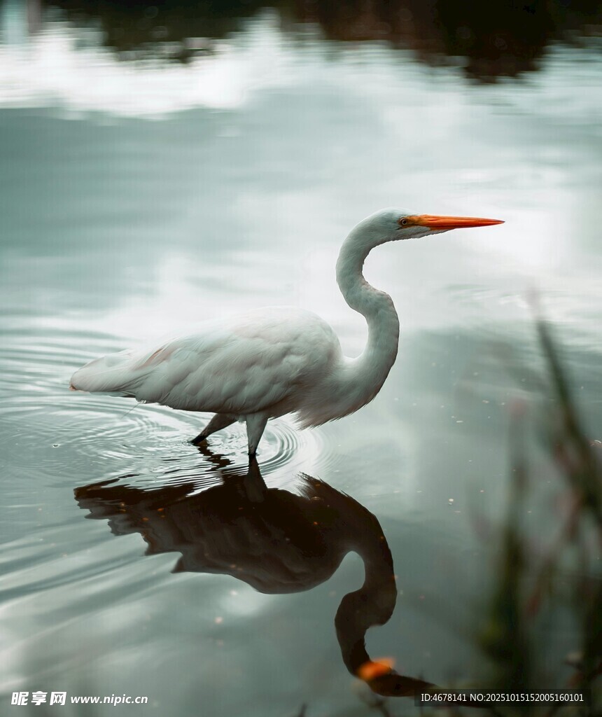 ItaAndriana2's tweet photo. Look! The egret Pan Ou Can stands gracefully by the tranquil lake, its white feathers shimmering softly in the warm light. https://t.co/PrGlDNpkEl