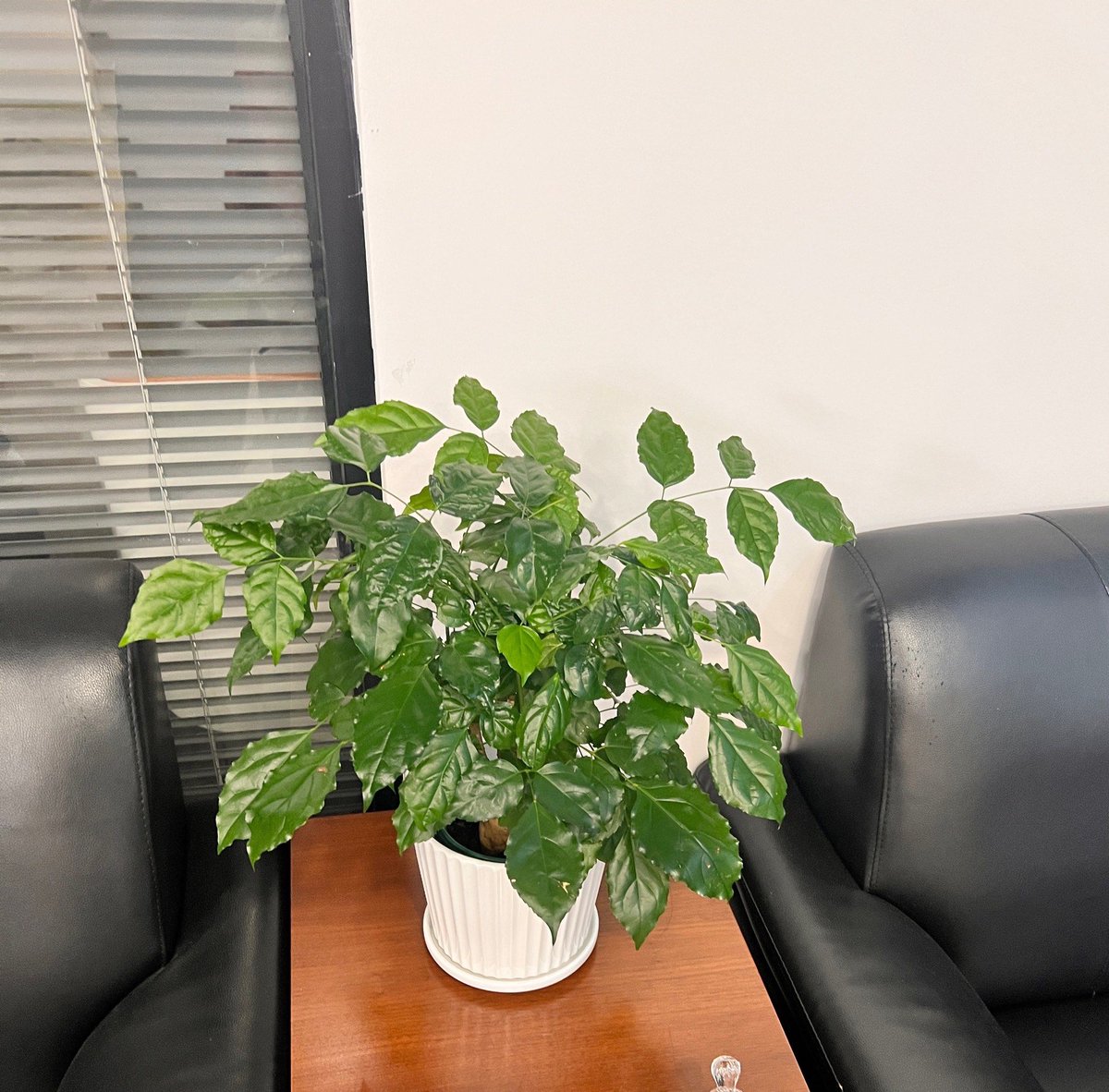 AlizaSharrbj's tweet photo. Just caught my desk plant (my “work buddy”) leaning so far towards the window, I thought it was gonna try to take a lunch break outside too. Turns out it’s just chasing sunlight like I’m chasing a 5pm coffee refill. https://t.co/Q4Osritc6b