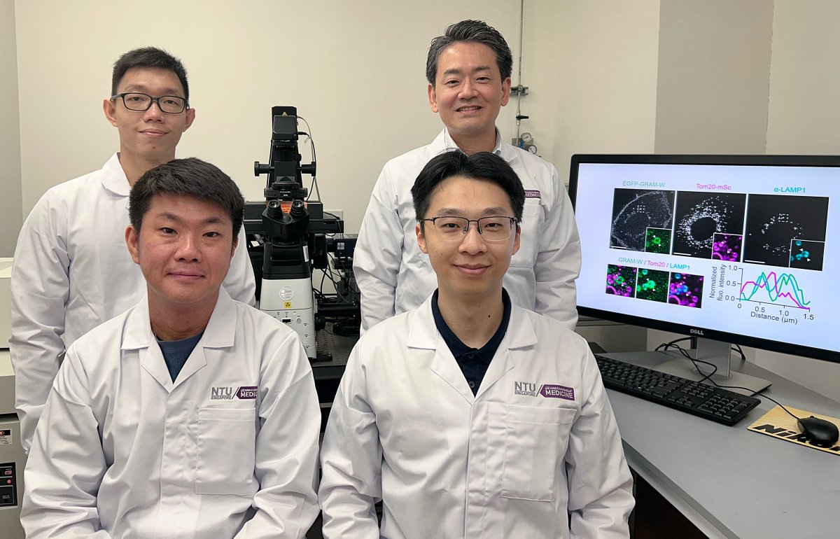 NTU_LKCMedicine's tweet photo. New research led by #LKCMedicine Assoc Prof Yasunori Saheki reveals how cholesterol protects cells' recycling centers during mitophagy and converts leftover fats into energy. Could offer new insights into neurodegenerative diseases! 🧬👇
https://t.co/gQILSZ0S7w https://t.co/1WcV1eqzfi