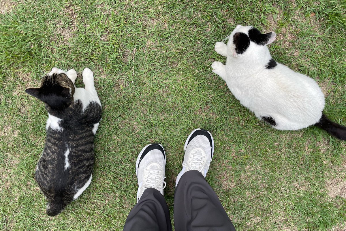 ponzu_0423's tweet photo. 人懐っこい地域猫ちゃん達がいる公園。可愛くてつい足を運んでしまうんやけど、おやつあげたりは愛猫への浮気になる気がしてそっと見守るだけにしてる。人間でいうと2人で食事するようなものだもんね。どうなんでしょ。 https://t.co/JNWvtSYWJY