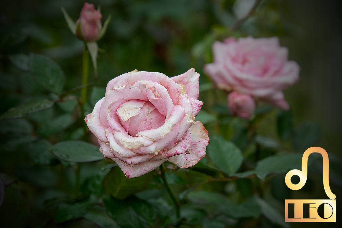 shishiza777's tweet photo. #rose

●スイートアキト（Sweet Akito）

「スイートアキト」は、ドイツの Rosen Tantau（ローゼン・タンタウ） が手掛けた、淡いピンク色の切り花向けハイブリッド・ティー系のバラです。白バラとして知られる「アキト」の枝変わり（sport）として生まれた品種で、純白ではなく、柔らかなベビーピンク～淡いブラッシュピンクの花色を持つのが最大の特徴です。

系　統　ハイブリッド・ティー系
由　来　アキトの枝変わり（sport）
花　色　淡いピンク、ブラッシュピンク
花　形　剣弁高芯咲き
花　径　中輪～大輪程度
香　り　弱い～ほぼ無香
用　途　切り花、ブライダル、フラワーアレンジメント
「Sweet Akito」は現在、特に切り花品種として流通しているバラで、エクアドル産の切り花としても盛んに生産されています。
※最大の特徴――淡く柔らかなピンク
この品種の最大の魅力は、非常に淡いピンク色です。
一般的なピンクバラのような鮮やかなピンクではなく、
白に近い淡いピンク
→ ブラッシュピンク
→ ごく淡いベビーピンク
という印象の色合いです。
資料によっては「pale blush pink」「soft light pink」と表現されており、写真では白に見えるほど淡い場合もあります。

Nikon D850　ｆ/4.0 1/640 ISO/400