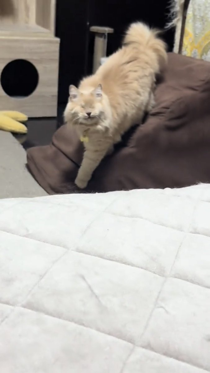 NoCatsNoLife_m's tweet photo. Blind cat realizes Mom is home and immediately heads to her 🥹🐱🧡 https://t.co/MFctN3HULH