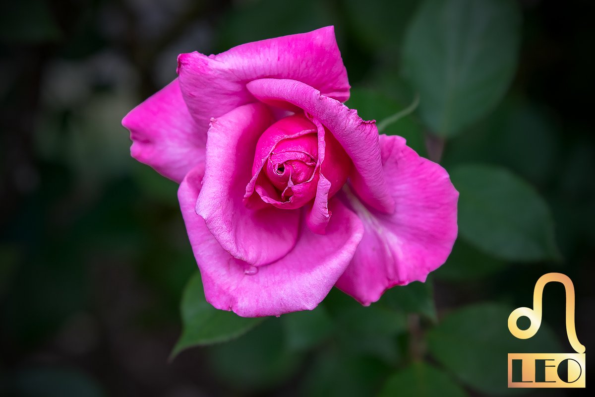 shishiza777's tweet photo. #rose

●紫雲（しうん / Shiun）

「紫雲」は、1984年に日本の名育種家・鈴木省三（すずき せいぞう）氏が作出したハイブリッド・ティー（HT）です。濃い赤紫～モーブ色の端正な剣弁高芯咲きと、非常に優れた花付きが特徴。鈴木省三氏を代表する「青系」のバラの一つとして知られています。農林水産省の品種登録資料でも、育成者は鈴木省三氏、登録者は京成バラ園芸と確認できます。

系　統　ハイブリッド・ティー（HT）
作出年　1984年
作出国　日本
作出者　鈴木省三（京成バラ園芸）
花　色　濃赤紫色、モーブ、ワインカラー
花　形　剣弁高芯咲き
花　径　約10cm・中大輪　花弁数約27～34枚とする資料あり
香　り　微香～超微香、ティー系
開花性　四季咲き
樹　形　木立性・直立性
樹　高　約120～150cm
樹　勢　普通
用　途　花壇、鉢植え、切り花
農林水産省の登録資料では、花色を「鮮紫ピンク色」、花弁縁を「濃紅色」と記録しています。現在の園芸資料では、より一般的に「濃赤紫」「モーブ」「ワインカラー」などと表現されています。
※最大の特徴――深みのある赤紫色
紫雲の最大の魅力は、名前の通り紫を帯びた深い花色です。単純な青紫ではなく、
赤紫 → モーブ → ワインカラー
というニュアンスを持った色調で、光の当たり方によって紫色が強く見えたり、赤みが強く見えたりします。
現在の「青バラ」のような淡いラベンダー系とはかなり違い、濃厚で古典的な紫色を持つ

Nikon D850　f/4.0 1/500 ISO/400