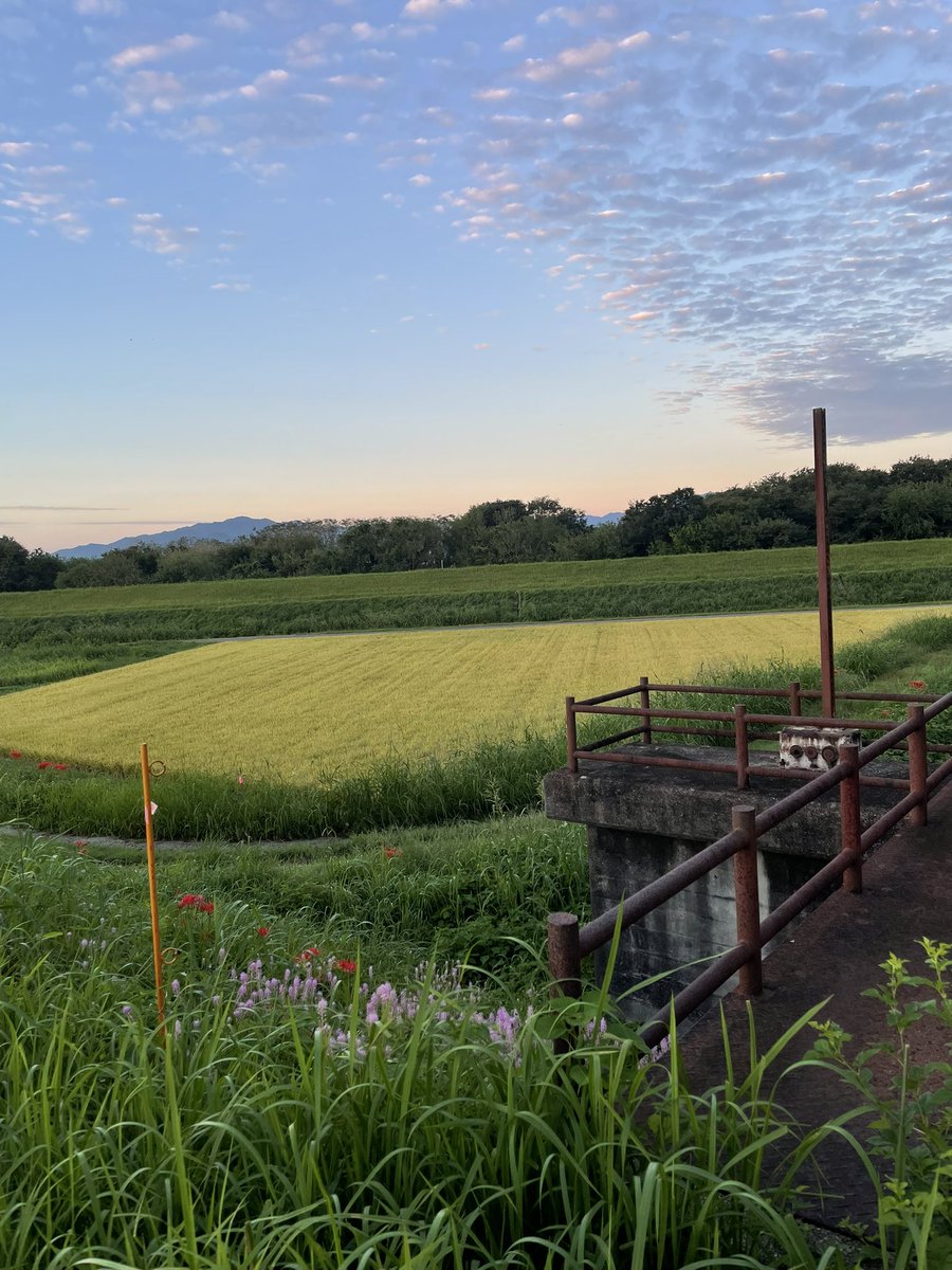 tnsilence's tweet photo. 朝焼けの羊雲山の方から https://t.co/adVO4kqu1f