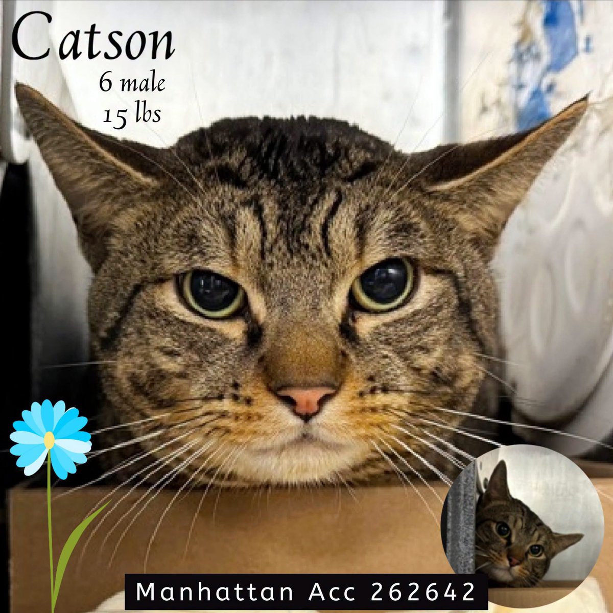 ngremmy's tweet photo. 🆘Please REPOST-adopt-foster🆘

CATSON is on the “emergency placement” list at NYC AC&amp;C and needs out of the shelter by 12 NOON 9/26!

#TeamKittySOS https://t.co/2psJxTQdoq https://t.co/UR9HJ766cT