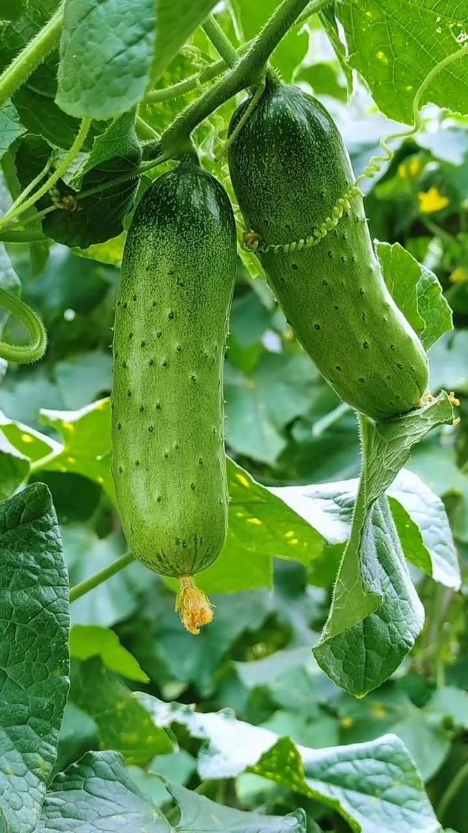 SanataniAnju69's tweet photo. देशी लंबे मोटे ताजे खीरे 🥒🥒 मुझे लेना बहुत पसंद है। जब भी गाँव जाती हूं तो खाने में देशी लंबे मोटे ताजे खीरे 🥒🥒 जरूर लेती हूं। देशी लंबे मोटे ताजे खीरे 🥒🥒 गांव में आसानी से और सस्ते भी मिल जाते है।

देशी लंबे मोटे ताजे खीरे 🥒🥒 खाने से शरीर में पानी 💦💦 की कमी नहीं होती। https://t.co/duknMaxOyy