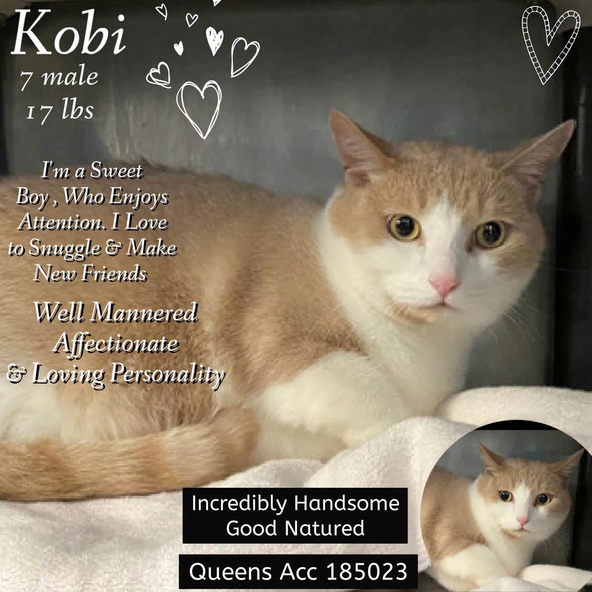 ngremmy's tweet photo. 🆘Please REPOST-adopt-foster🆘

KOBI is on the “emergency placement” list at NYC AC&amp;C and needs out of the shelter by 12 NOON 9/26!

#TeamKittySOS https://t.co/KWoGVqinZi https://t.co/SQxn6xhO2D