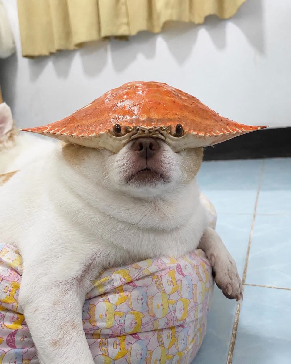 Skyview36's tweet photo. นี่คือ อีปูสายลับ 🦀🐶🤣🤣🤣 https://t.co/gvuFi6PV9U