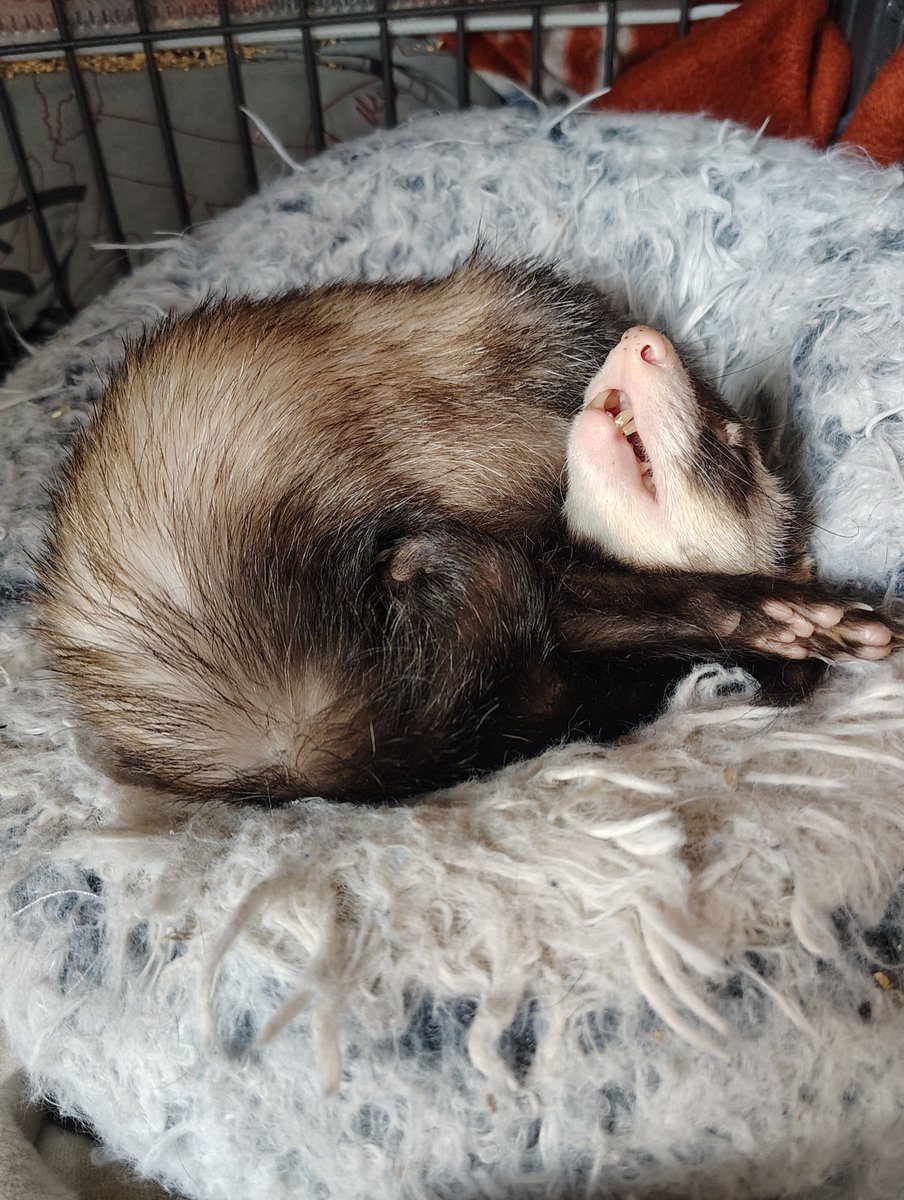 FerretMayCry's tweet photo. @avchicken https://t.co/pp8EPsHFcT