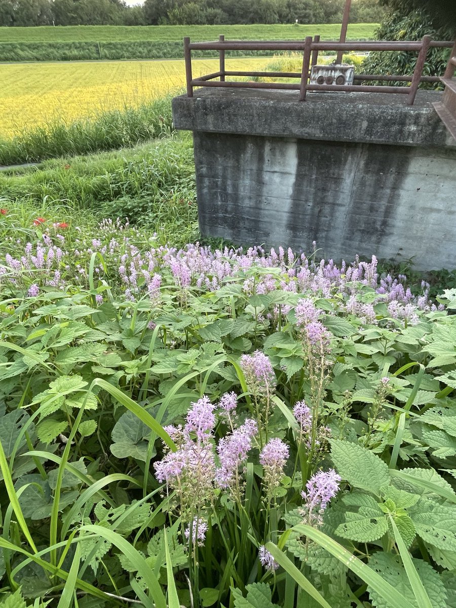 tnsilence's tweet photo. 昨日の散歩でツルボ
ピンクのニョロニョロ https://t.co/pzIVl2XZly