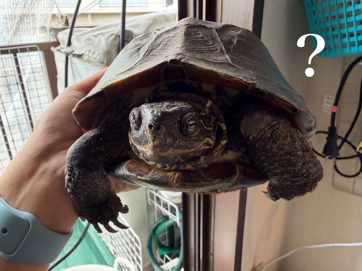 KtoToko's tweet photo. 出てなかった…そうか…

🐢＜なにが？
🥲＜なにがじゃないのよ？

#withトコ #クサガメ https://t.co/07i4ZBHWNZ