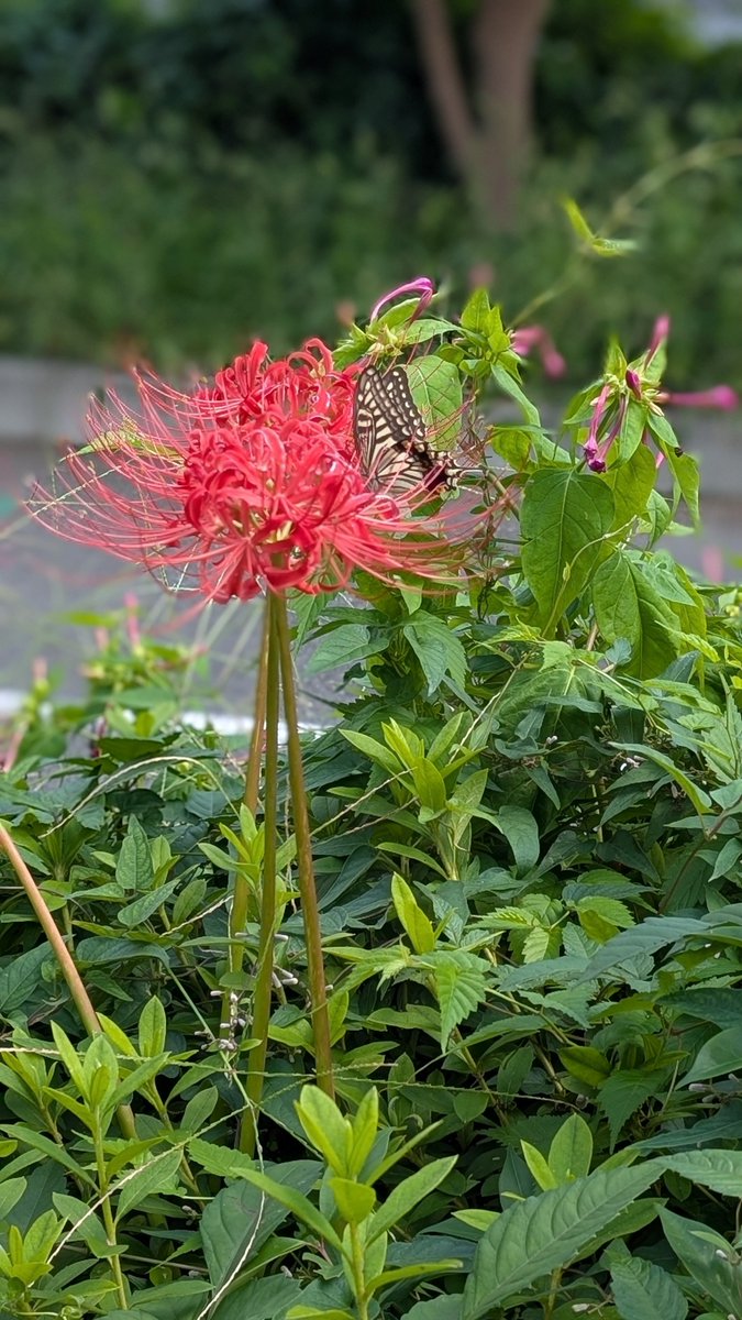 EcCg9FkNg0vbIPb's tweet photo. お正月に飾ってねと、お庭の千両を、春には薄桃色の梅の花を届けてくださった、ご近所のおばあちゃまが、今月始めに亡くなり、後を追うようにおじいちゃまも亡くなり、呆然となった…。
人の命の儚さ、ご夫婦の絆の深さ、たくさんの方に愛されたお顔が安らかだった。ただただご冥福を祈るばかり。 https://t.co/Dvm4bbYasZ