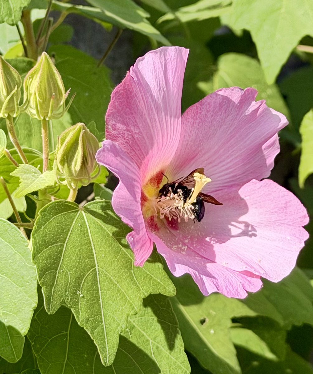 madamadamatu's tweet photo. 良い天気♪
🌸🐝

こんにちは！
良い一日を🍀 https://t.co/vJ9Modc9NZ