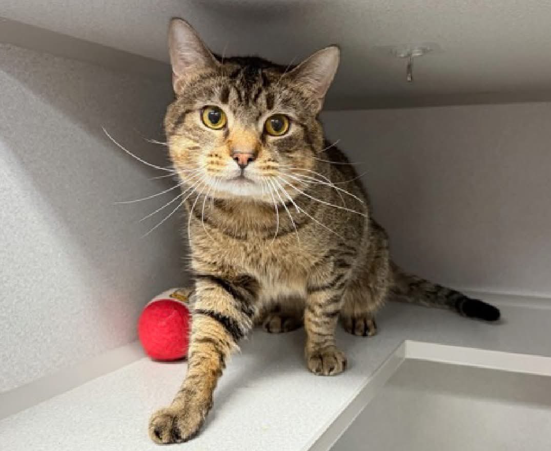 ngremmy's tweet photo. 🆘Please REPOST-adopt-foster🆘

BABY is on the “emergency placement” list at NYC AC&amp;C and needs out of the shelter by 12 NOON 9/26!

#TeamKittySOS https://t.co/hn6IH05HyM https://t.co/TQivHXfB5K