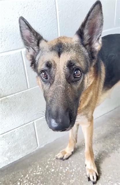 itsadogslifersq's tweet photo. Bolt has a rescue &amp; adopter in NH to save him from deadly #HarrisCountyPets in Houston TX.

The rescue still is in urgent need of #pledges for medical, short-term boarding and transport from Texas to New England.

Pls comment below if you can pledge to the rescue of Bolt 🥺🙏🏻 https://t.co/NpQQqvpxMt
