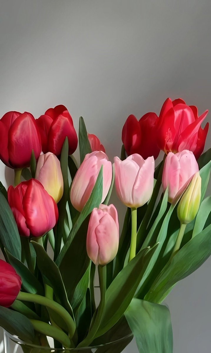 17017Nov's tweet photo. Good morning friends🌿❤️🩷❤️ #tulips https://t.co/5vphJHePyw