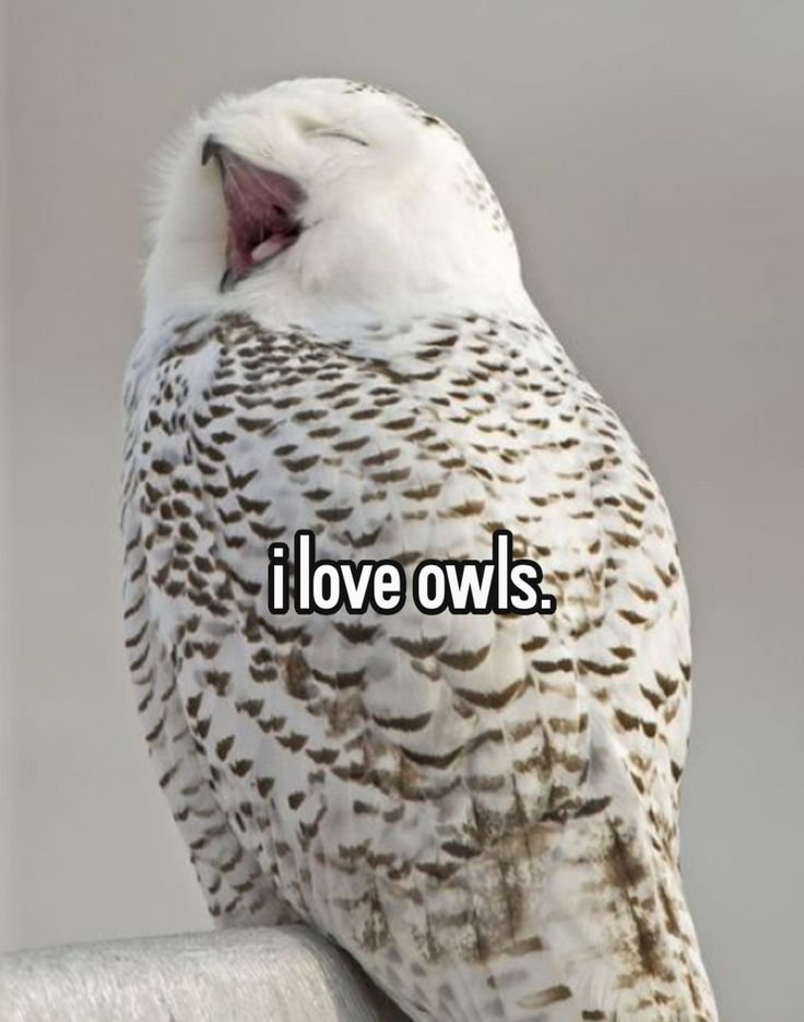owltwting's tweet photo. RT if you love owls https://t.co/EDip4EEl5M