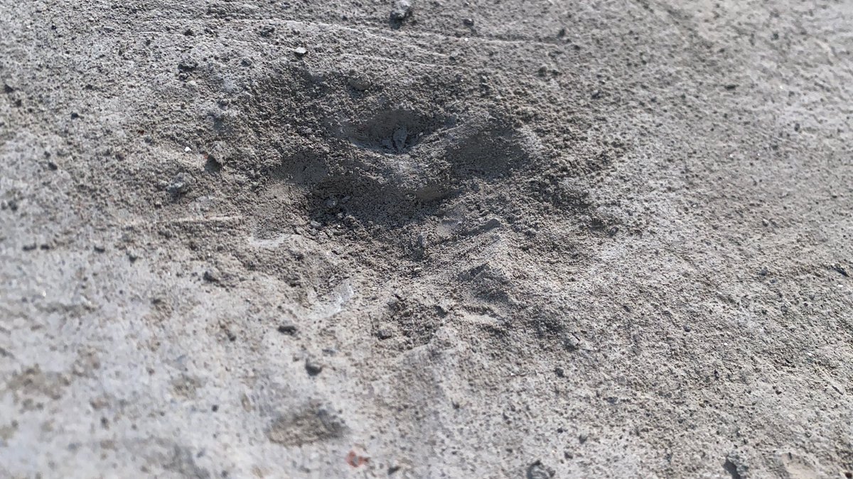 namo_special's tweet photo. @karmvirgurjar80 @UltraTechCement 02-02-2026 Ultratech Weather Plus roofslab 
ek video 3rd day ki hai jab linter laga tha aur ab aaj ki condition dekho samdhan kuch nahi kar rhe h https://t.co/KNULcNDbK1