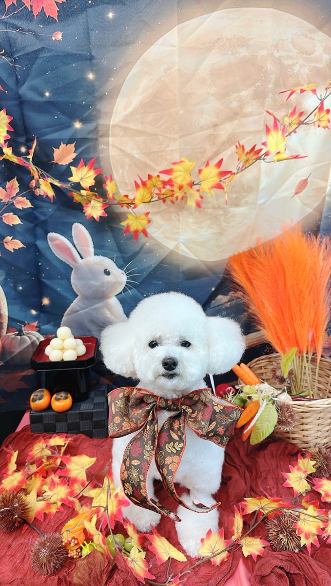 2727mochiyo's tweet photo. お月さま〜❤️
#犬 https://t.co/ypwsoHkFm1