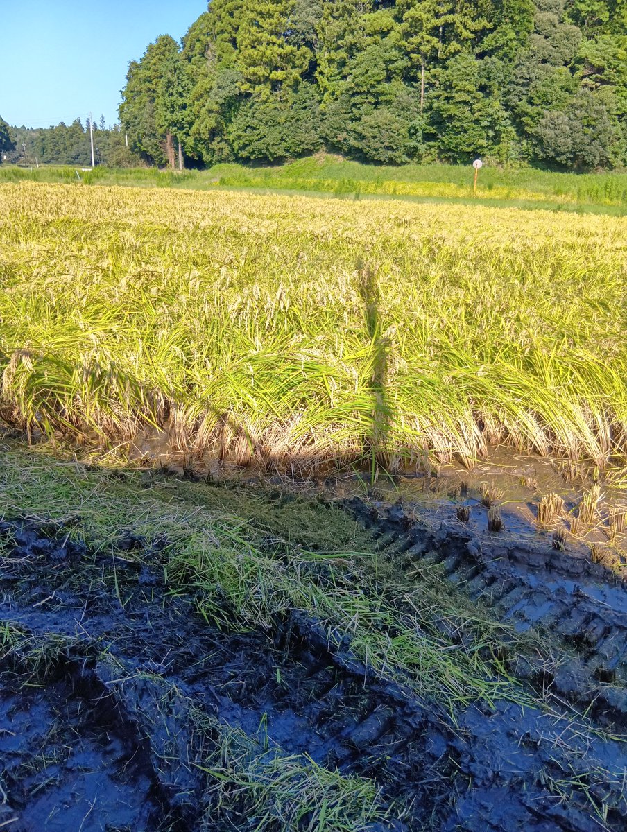 ray_cipher6891's tweet photo. 台風��過後の田。
狩りづらくってありゃしない。 https://t.co/DIxfHJfWOO