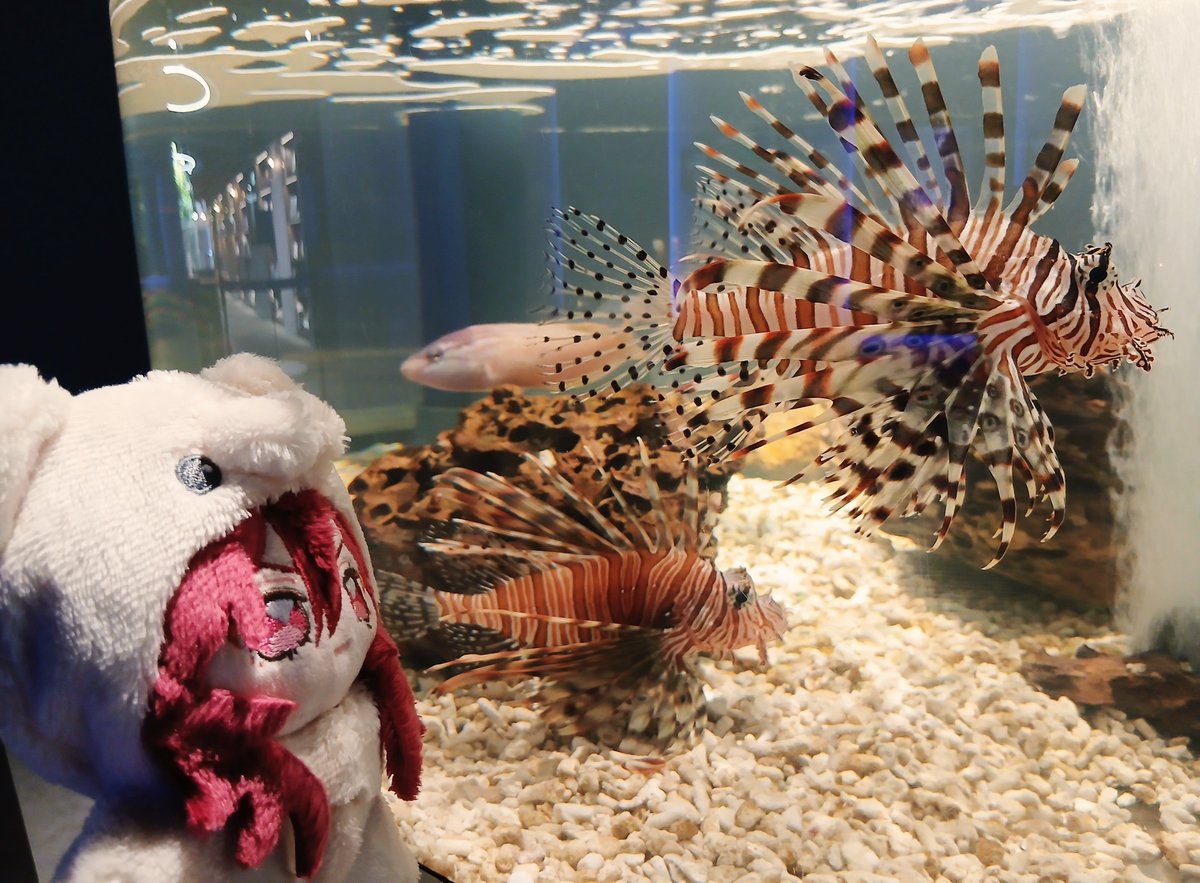 nt_yt_'s tweet photo. お昼ごはんをいただいてから、地元の水族館でぬいと遊びました🐠
#いつぬいが見られるタグ https://t.co/I7dFJWgBz4