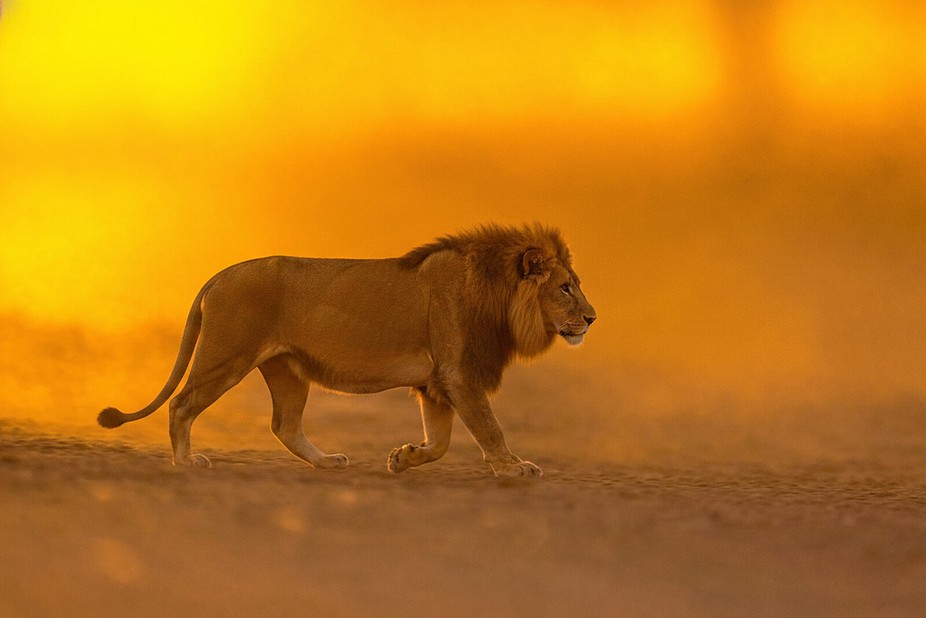 viewbug's tweet photo. Golden hour patrol.
“On a sunset mission” by vanrensburg — from Untamed Nature Photo Contest on VIEWBUG.
Winners gallery: https://t.co/UkXX8b8ivL
#photography #wildlifephotography #naturephotography #viewbug https://t.co/VLZYx8nVqq