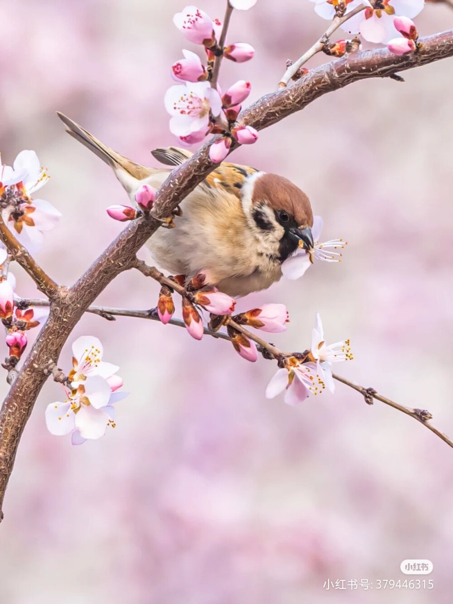 clouy572401v1's tweet photo. A sparrow pecks at a budding flower, the fresh bloom’s fragile petals slightly unfold yet I can’t bear to pluck them, only leave this beautiful moment to bloom fully with no harm done. https://t.co/Fh0ZpVbVpf